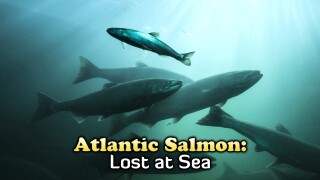 Atlantic Salmon: Lost at Sea