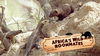 Africa's Wild Roommates