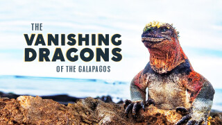 The Vanishing Dragons of the Galapagos