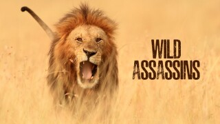 Wild Assassins