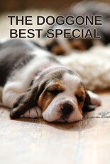 The Doggone Best Special