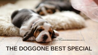 The Doggone Best Special