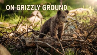 On Grizzly Ground