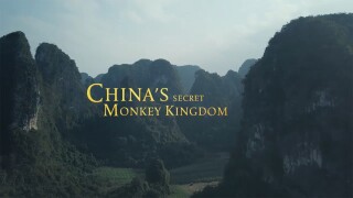 China's Secret Monkey Kingdom