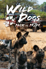 Wild Dogs: Pack vs. Pride