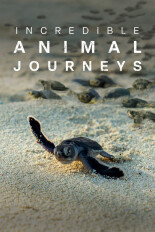 Incredible Animal Journeys