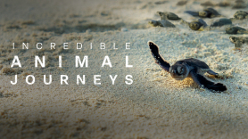 Incredible Animal Journeys
