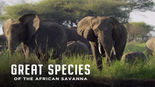 Great Species of the African Savannah