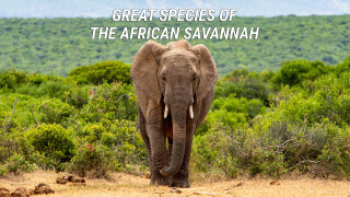 Great Species of the African Savannah