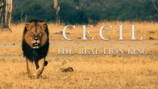 Cecil: The Real Lion King