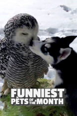 Funniest Pets of the Month