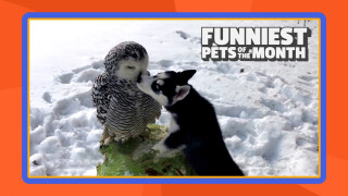 Funniest Pets of the Month