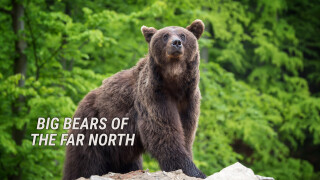 Big Bears of the Far North