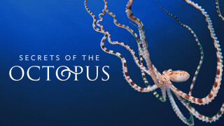 Secrets of the Octopus