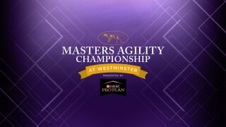 The Masters Agility Championship at Westminster