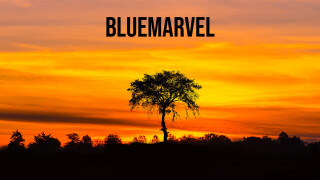 BlueMarvel