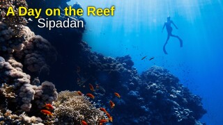 A Day on the Reef: Sipadan