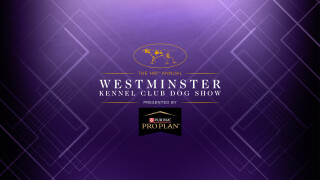 148th Westminster Kennel Club Dog Show