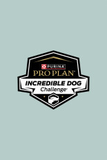 2024 Incredible Dog Challenge