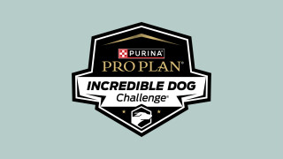 2024 Incredible Dog Challenge