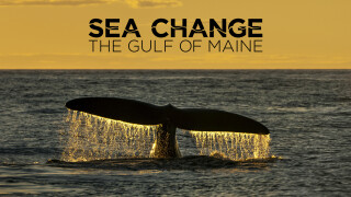 Sea Change: The Gulf of Maine, A NOVA Special Presentation