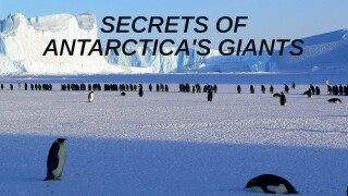 Secrets of Antarctica's Giants