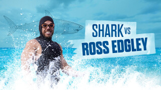 Shark vs. Ross Edgley
