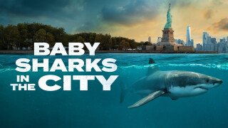 Baby Sharks in the City