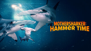 Mothersharker: Hammer Time