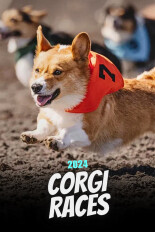 2024 Corgi Races at Emerald Downs