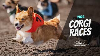 2024 Corgi Races at Emerald Downs