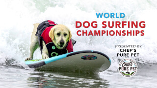 2024 World Dog Surfing Championships Best Waves