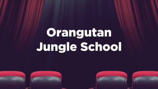 Orangutan Jungle School