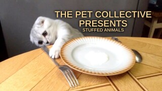 The Pet Collective Presents: Stuffed Animals