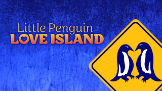 Little Penguin Love Island