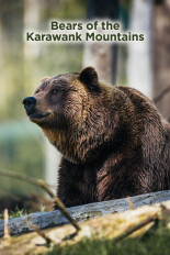 Bears of the Karawank Mountains