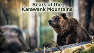 Bears of the Karawank Mountains