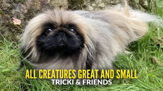 All Creatures Great and Small: Tricki & Friends