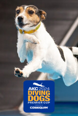 2024 AKC Diving Dogs Premier Cup