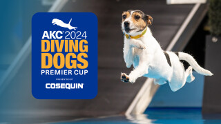 2024 AKC Diving Dogs Premier Cup