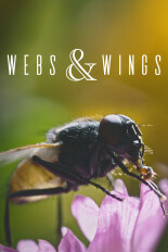 Webs & Wings: Nature's Tiny Ballet