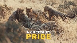 A Cheetah's Pride