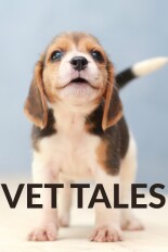 Vet Tales