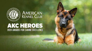 AKC Heroes: 2024 Awards for Canine Excellence