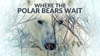 Where the Polar Bears Wait