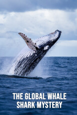 The Global Whale Shark Mystery