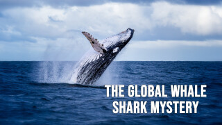 The Global Whale Shark Mystery