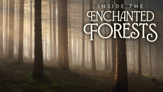 Inside the Enchanted Forests