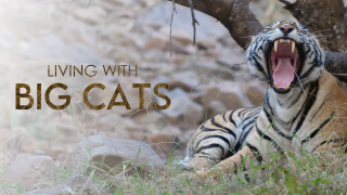 Living With Big Cats