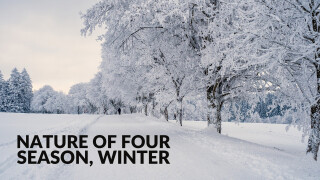 Nature of four season, Winter